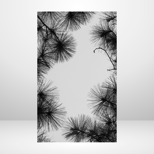 Pine Needles Dashboard