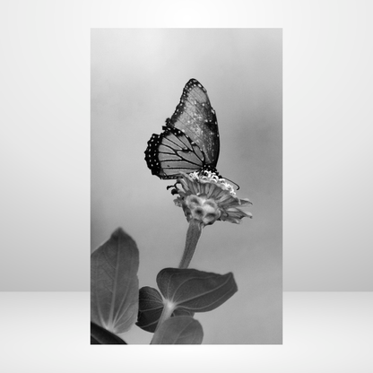 Little Butterfly Dashboard