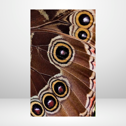 Eyes Of A Moth Dashboard