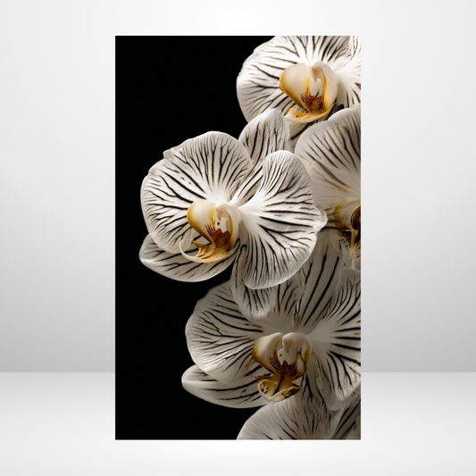 Moth Orchids Dashboard