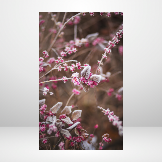 Pink Frost Bite Dashboard