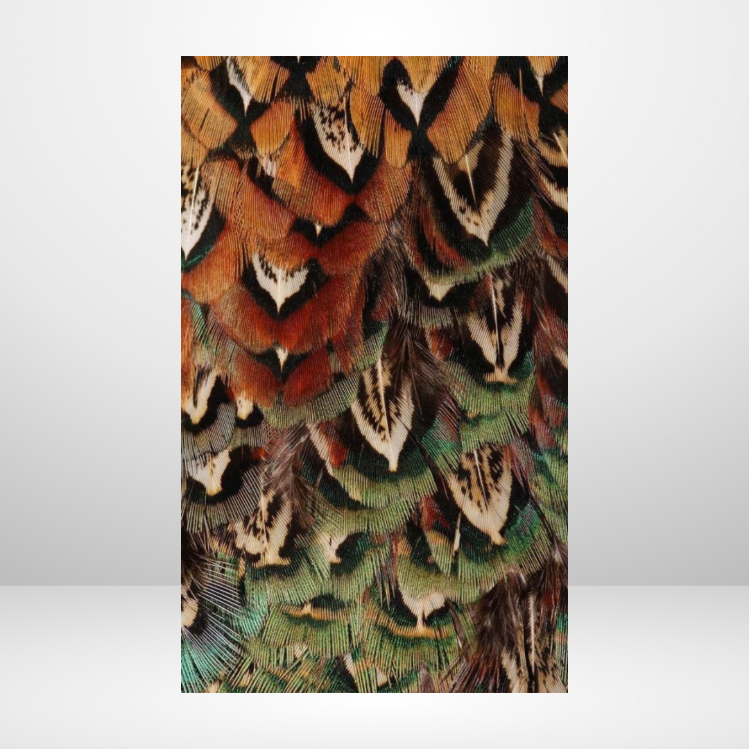 Birds Of A Feather Dashboard