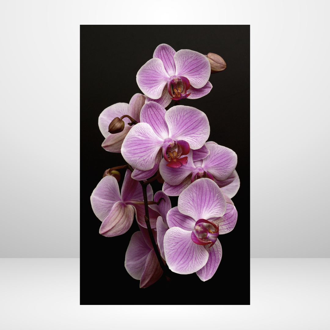 Purple Orchids Dashboard