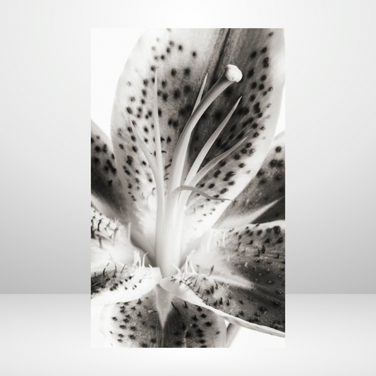 Photosynthesis Dashboard