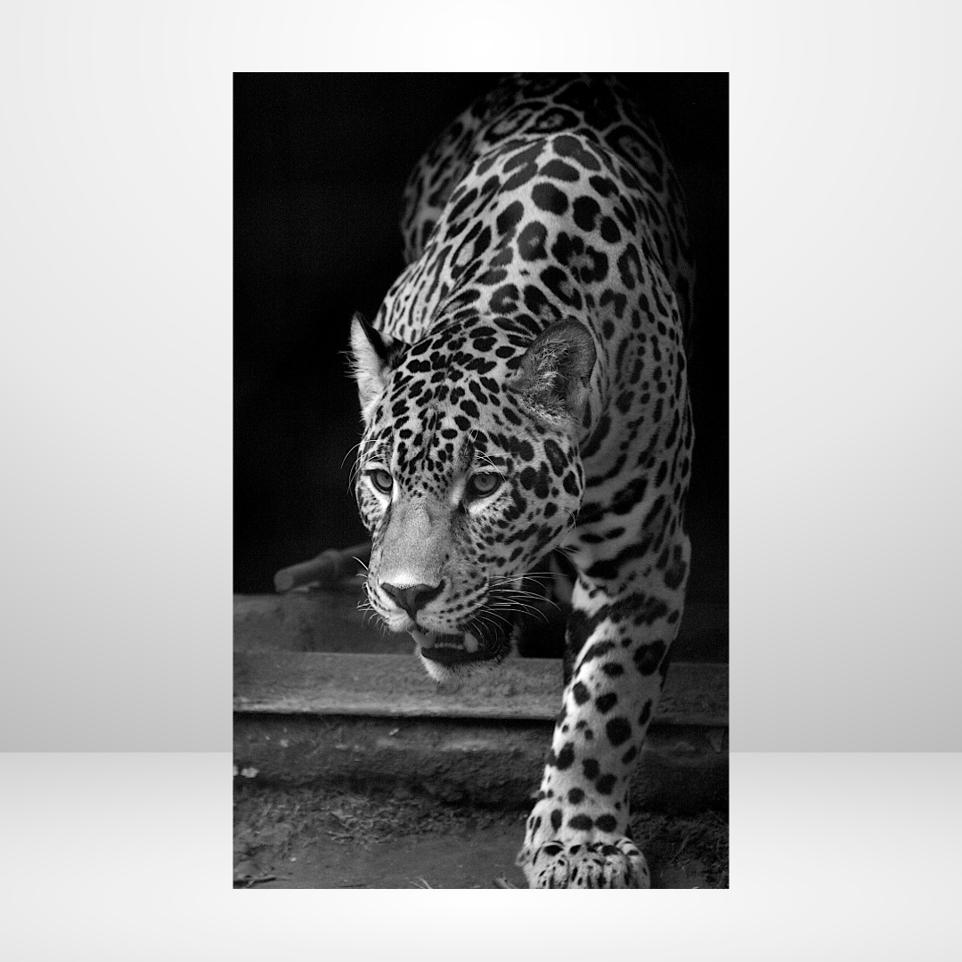 On the Prowl Dashboard