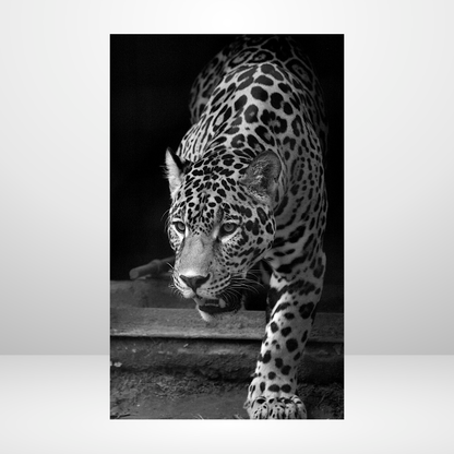 On the Prowl Dashboard