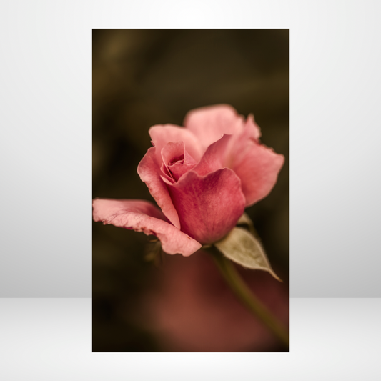 Baby Pink Rose Bud Dashboard