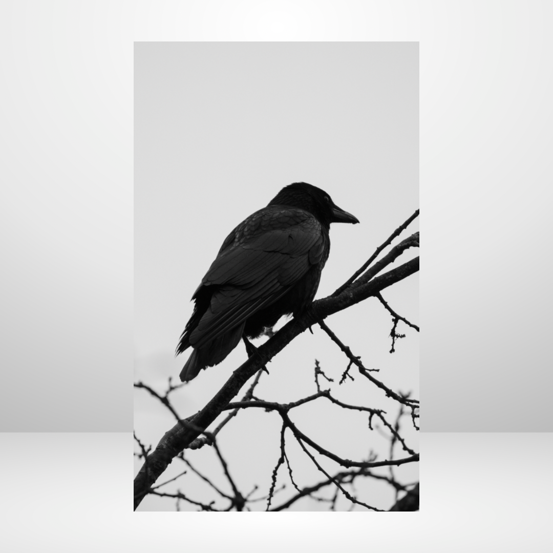 Black Raven Dashboard