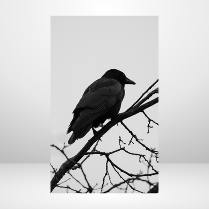 Black Raven Dashboard