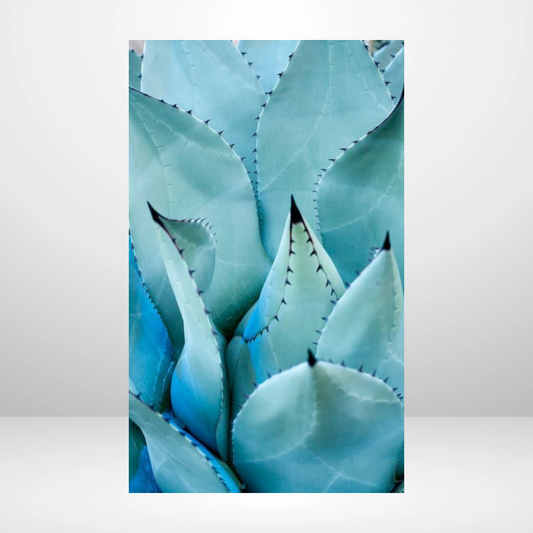 Blue Agave Dashboard