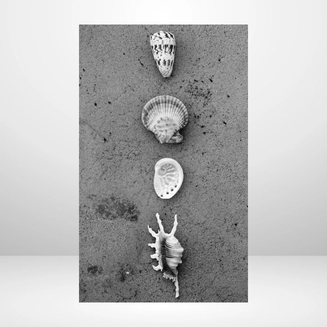 The Shells Aligned Dashboard