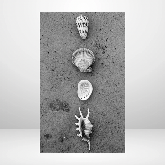 The Shells Aligned Dashboard