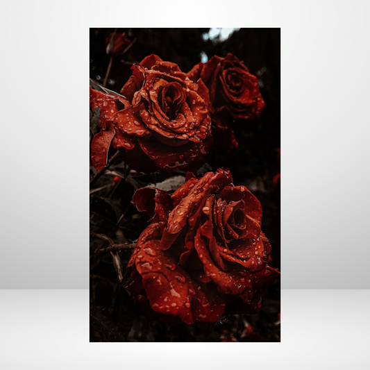 Blood Red Roses Dashboard