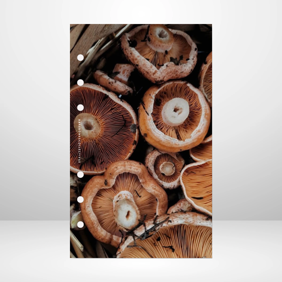 Wild Harvest Dashboard